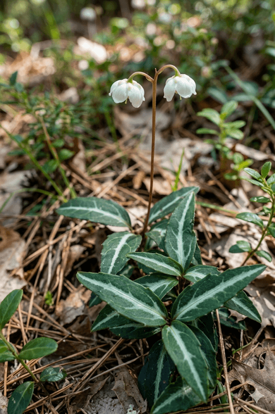 Spotted Wintergreen